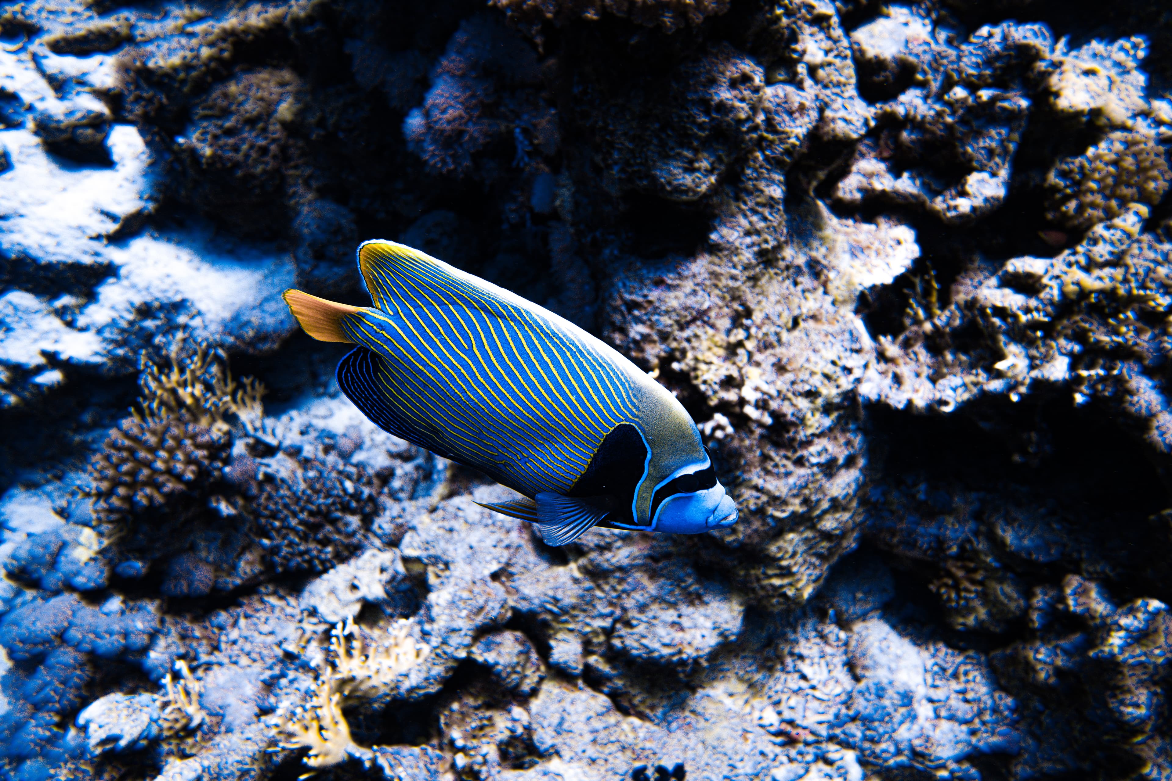 Regal angelfish gliding near rocky coral wall.