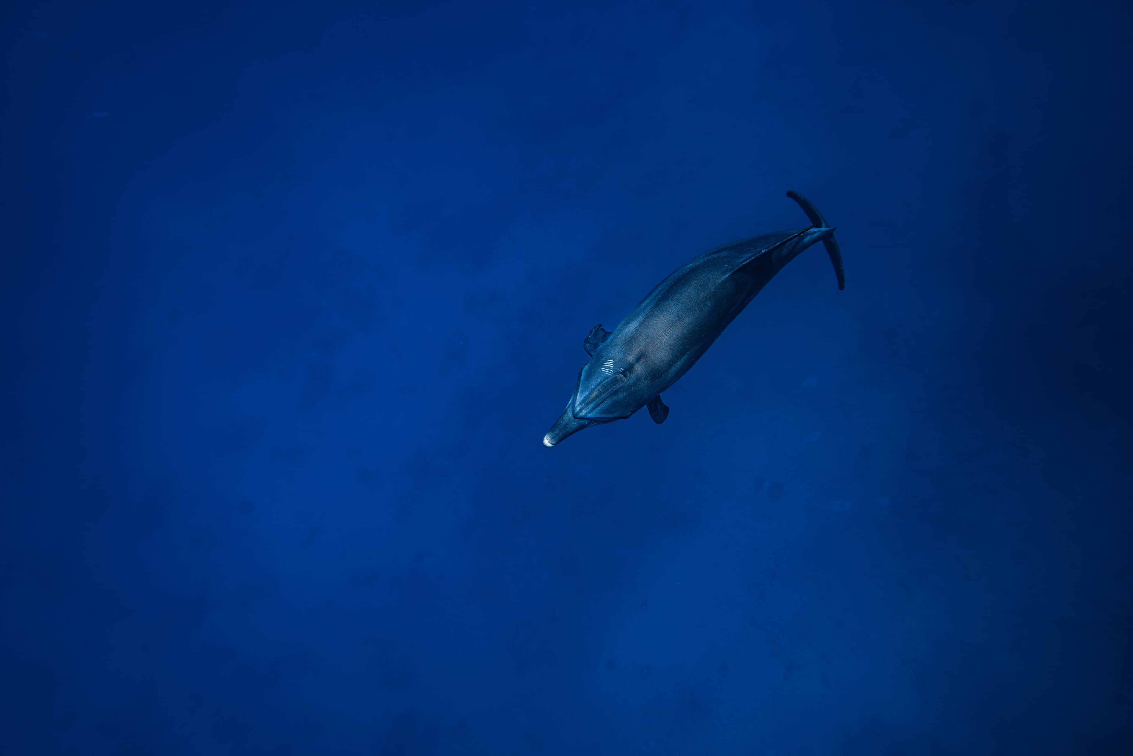 Solitary dolphin swimming gracefully in open water.