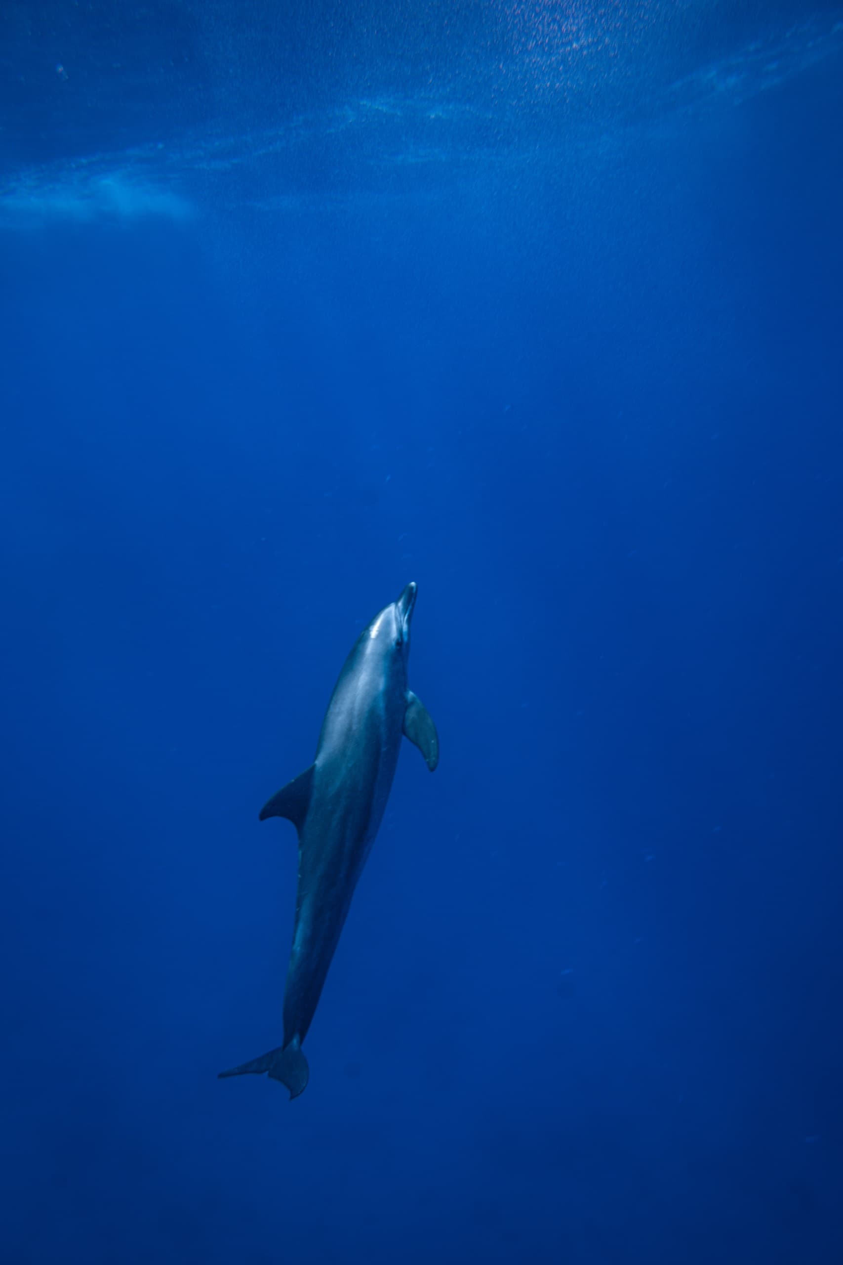 A single dolphin diving down through deep blue water lit from above