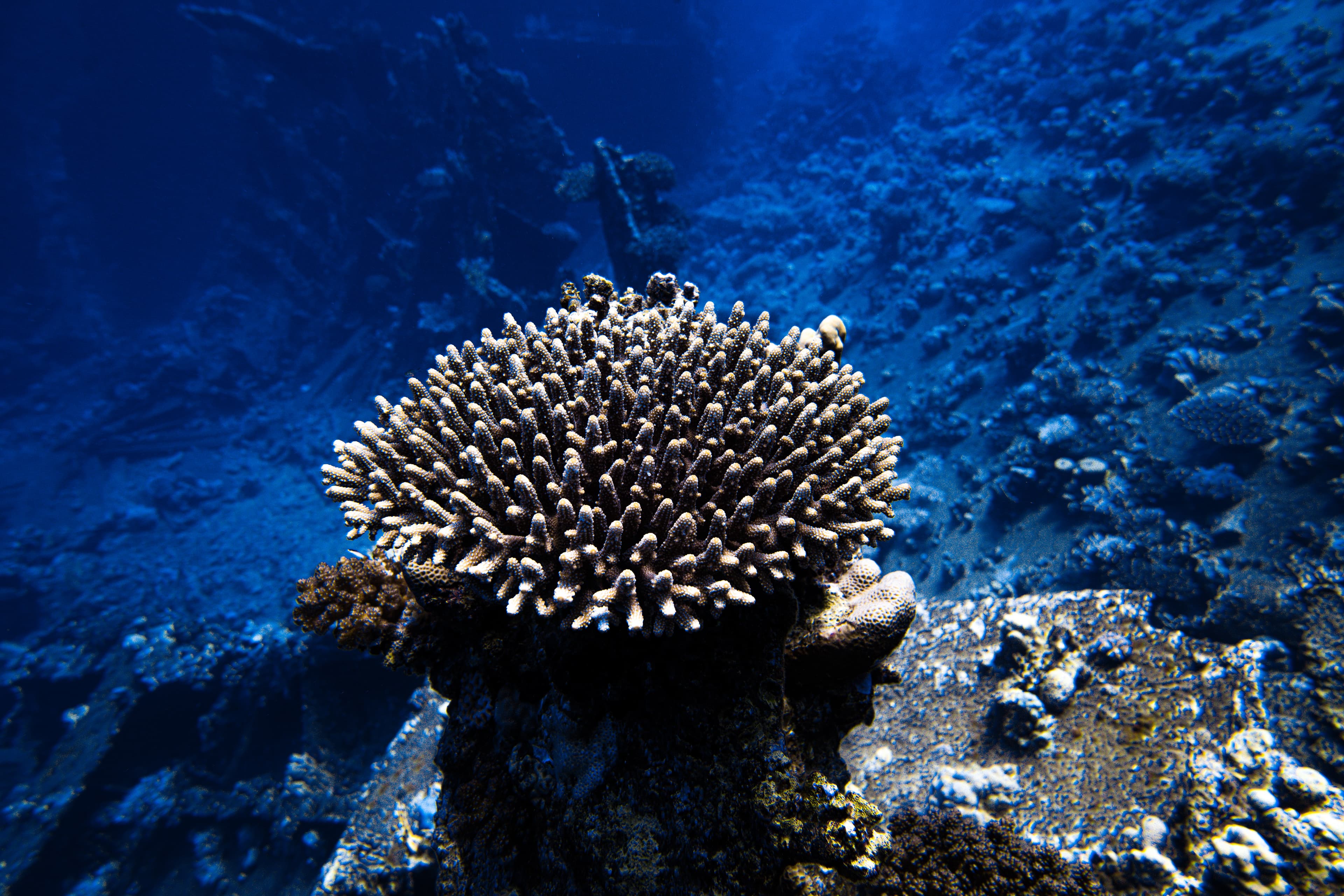 Wide coral head illuminated by sunlight filtering through water.