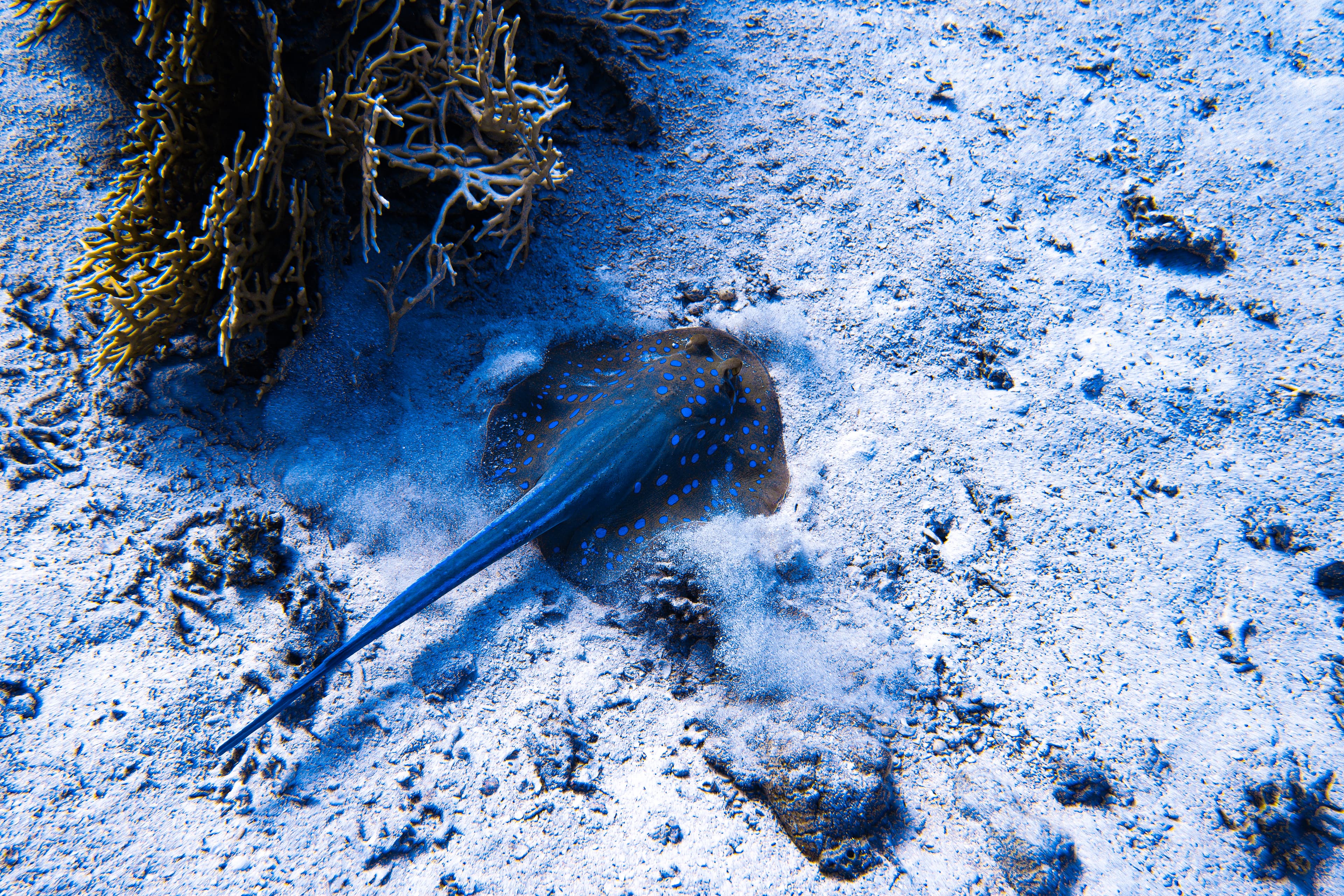 Blue-spotted stingray resting on sandy seabed.