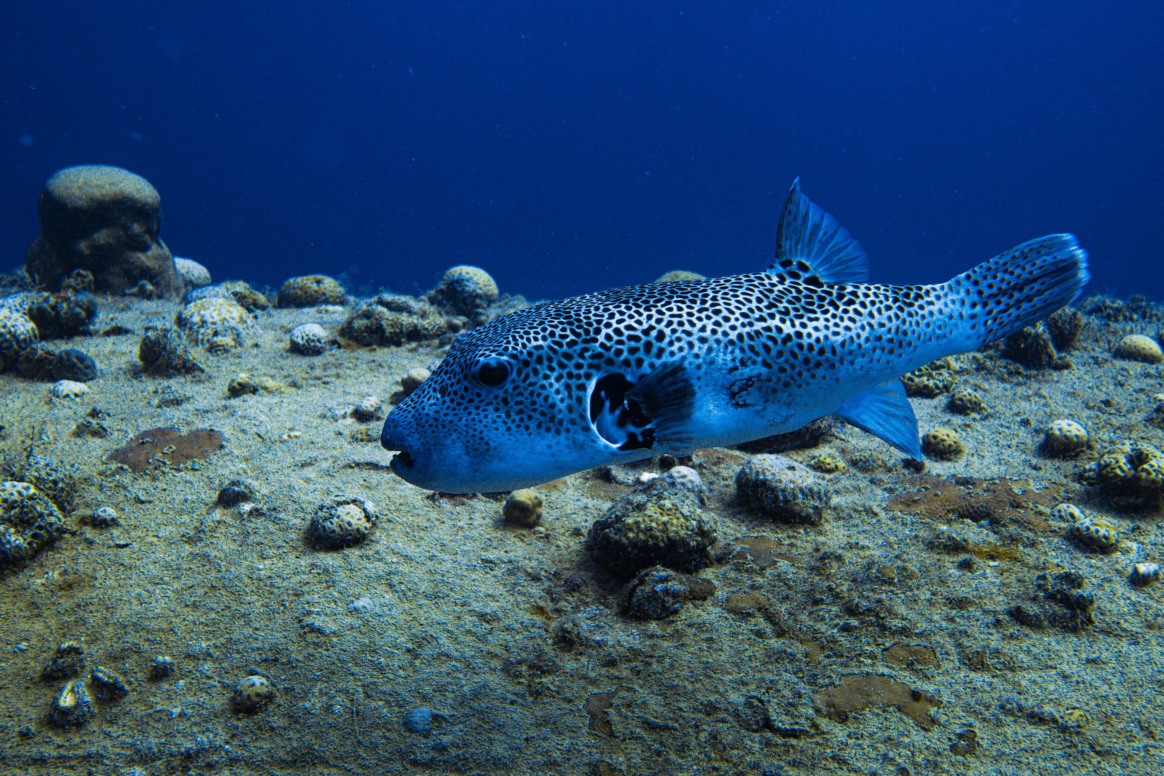 Pufferfish hovering above coral floor.