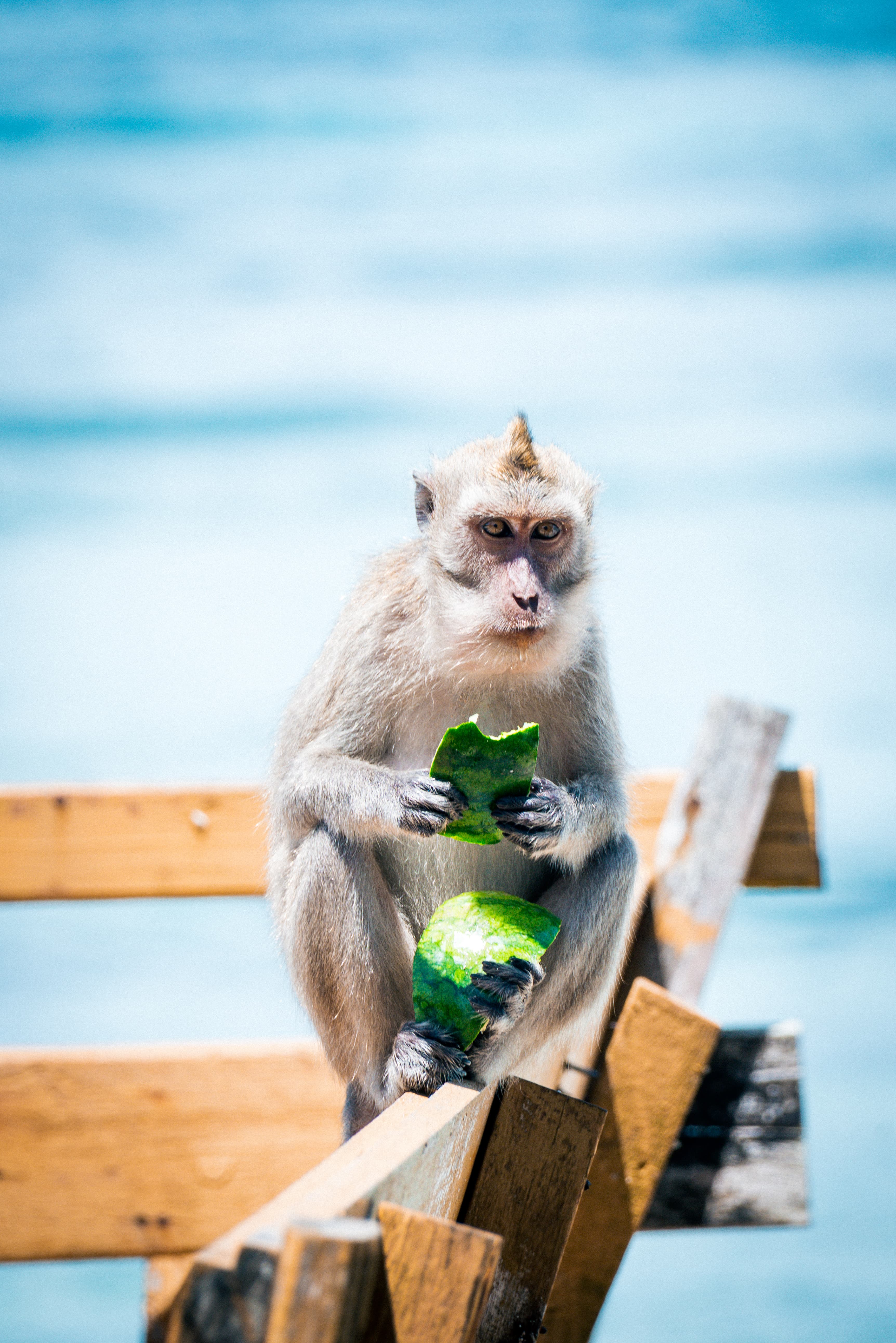 Monkey eating watermelon in Bali